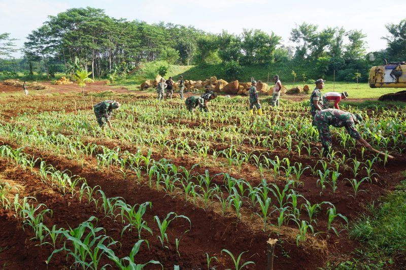 Sulap Lahan Tidur, Untuk Ketahanan Pangan