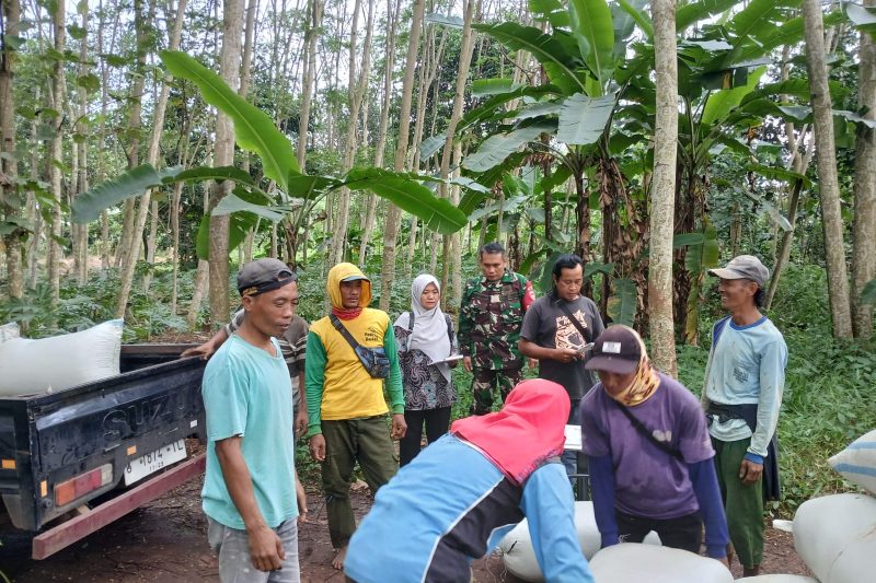 ANGGOTA KORAMIL 12/TULIS MELAKSANAKAN KEGIATAN PENDAMPINGAN KEGIATAN DARI BULOG DI DESA KEBUMEN KEC. TULIS KAB. BATANG