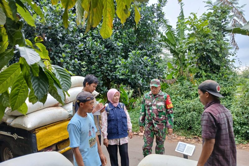 BABINSA KORAMIL 12/TULIS MELAKSANAKAN KEGIATAN PENDAMPINGAN KEGIATAN BULOG  DI DESA KEBUMEN KEC. TULIS KAB. BATANG