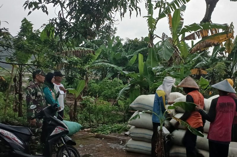 BABINSA DAMPINGI BULOG SERAP GABAH PETANI WILAYAH BIANAAN