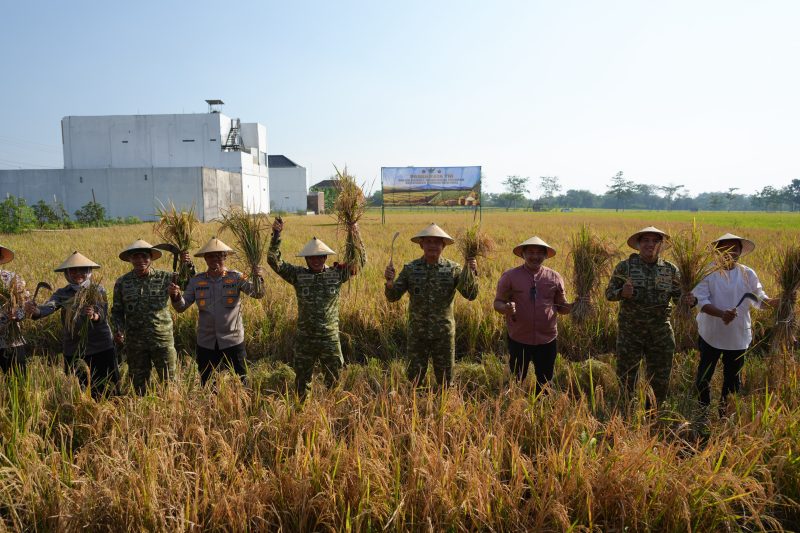 Pangdam IV/Diponegoro Dukung Panen Raya TNI, Perkuat Ketahanan Pangan Nasional